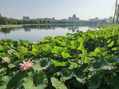 -莲花池公园