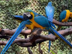 -广州长隆国际大马戏