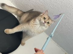 -琪喵猫屋·撸猫猫咖·猫舍