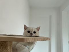 -lincat·猫舍(广州店)