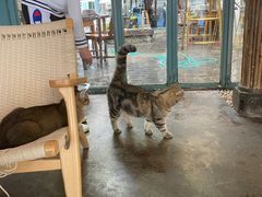 大堂-喵屿·大理花园猫咖