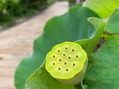 -苏州东山雕花楼宾馆