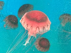 -芜湖新华联大白鲸海洋公园