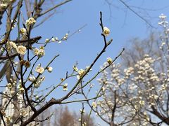 -新虹桥中心花园