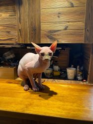 -雲艺刺青·洗纹身