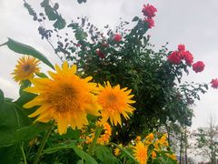 -荷兰花海