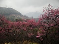 -新建村梅花