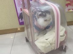 -天宠宠物医院24小时·急重症诊疗中心·全科·腔镜特色(和平分院)