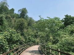 -野象谷景区
