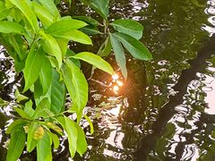 -海口观澜湖火山温泉谷