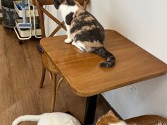 -有猫主题·治愈系猫咖(曾厝垵店)