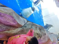 -芜湖新华联大白鲸海洋公园