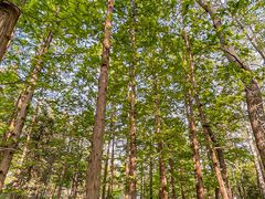 -白水寺森林公园