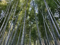 -上海佘山国家森林公园西佘山园