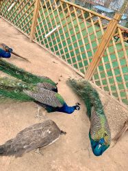 -萌宠亲子动物乐园(槐房万达店)