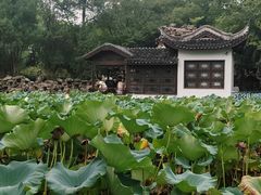 -无锡蠡湖国家湿地公园-蠡园