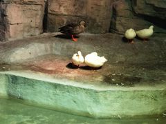 -绿色星球动物主题公园
