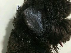 -荣耀金沙动物医院(清江西路店)