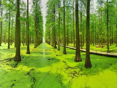 -渌洋湖湿地公园