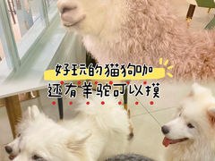-安格丽娜·狗咖·猫咖羊驼咖(春熙路百盛商场店)