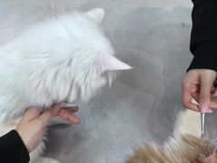 -Heymao猫咖.咖啡厅(东门店)
