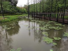 -映月湖公园