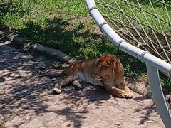 -西霞口神雕山野生动物世界