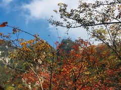 -王顺山国家森林公园
