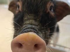 -怪兽屋·羊驼·猫咖·狗咖(俊华广场店)