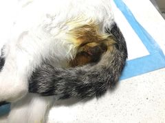 -瑞派旺宝宠物医院·犬猫全科综合·尿道专科(莲兴院)