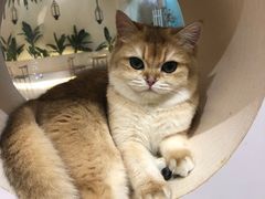 -猫域·湾主题猫咖·宠物吧(南坪城市广场店)