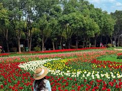 -洛阳郁金香牡丹园