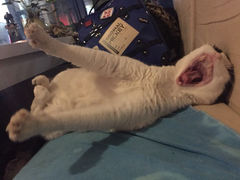 Anne猫窝咖啡屋-Anne猫窝咖啡屋