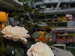 -福田卓悦INTOWN购物中心