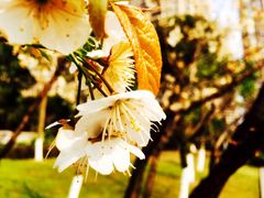 -重庆市江北嘴中央商务区中央公园