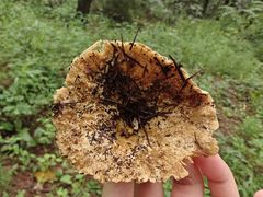 -帽儿山国家森林公园