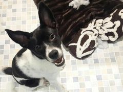 -Oh My Dog宠物沙龙(伊珊娜皮毛护理店)