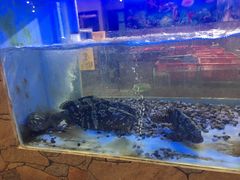 -桃源尚品海鲜酒楼(京港澳高速店)