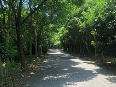 -东平国家森林公园