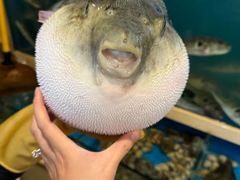 -天正河鲀·河豚亭(大连店)