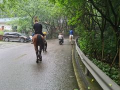 -铁山坪森林公园