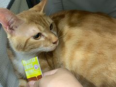 -四月宠物医院·猫专科·心脏专科·内科(转塘店)