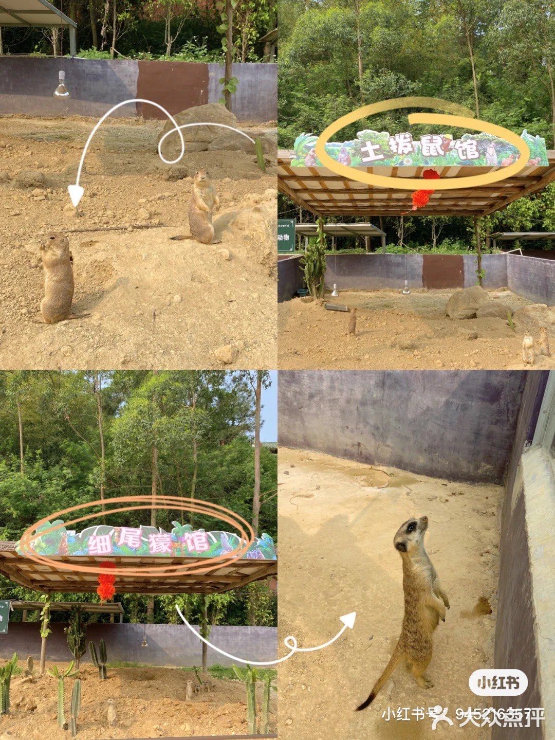 🐒肇庆周边游|四会大虫生态动物乐园|亲子游