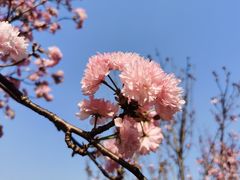 -天适樱花悠乐园
