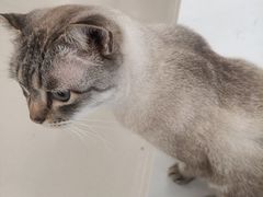 -共舞时光猫咖·狗咖(新街口店)