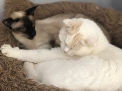 -喵的天空名猫咖啡馆·撸猫·猫舍·用品