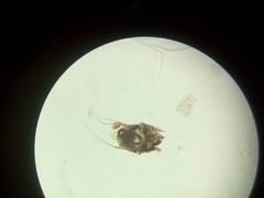 -仁华宠物医院(青羊店)