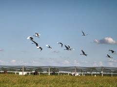 -盐城丹顶鹤湿地生态旅游区