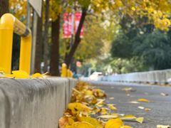 -三里屯东五街银杏大道