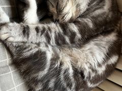 -海边的猫和咖啡馆